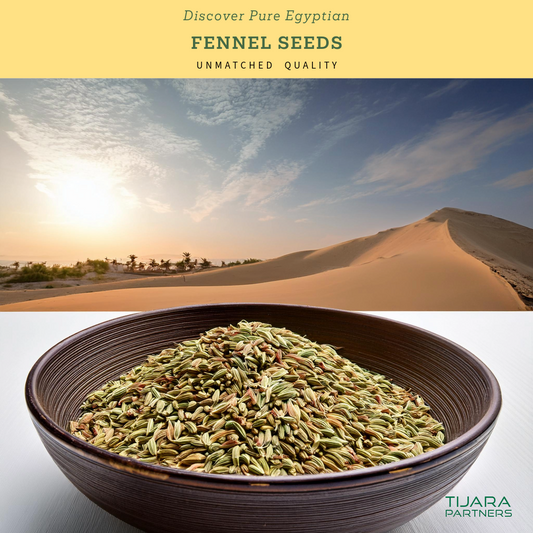 Fresh Egyptian Fennel Seeds – Fragrant & Premium, Available in 10 lb Wholesale Bulk